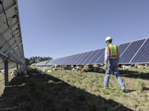 Japan’s Struggle to Drive Down Renewables Costs